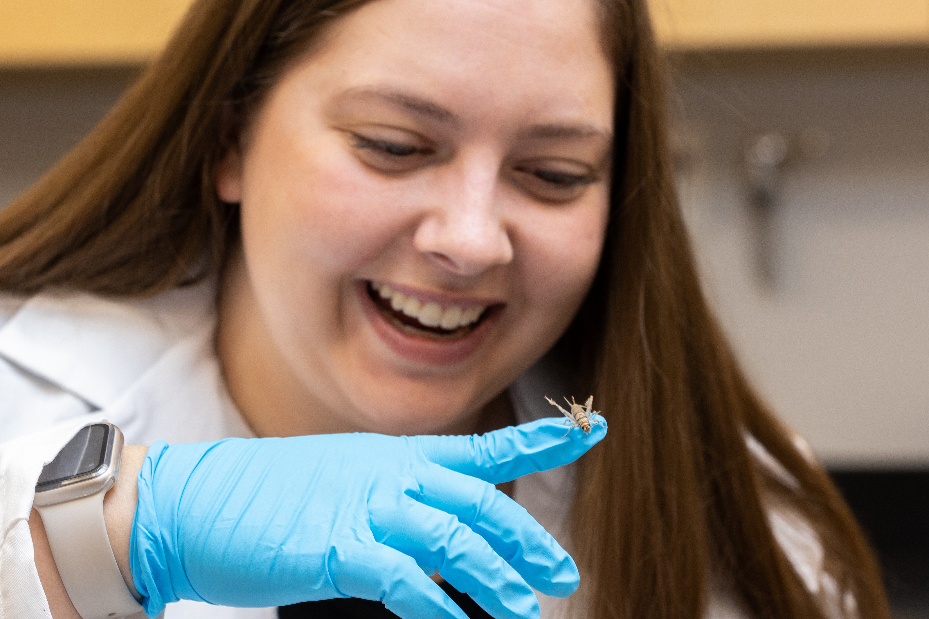 Camille Pushman works with crickets in the lab at IU Bloomington on Monday, Feb. 13, 2023. (Photo by Chris Meyer/Indiana University)