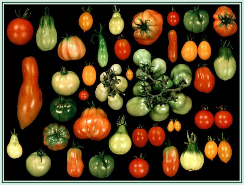 Tomato varieties are one type of organism that can be classified phylogenetically, or by family type, by tracing mutations using a new so...