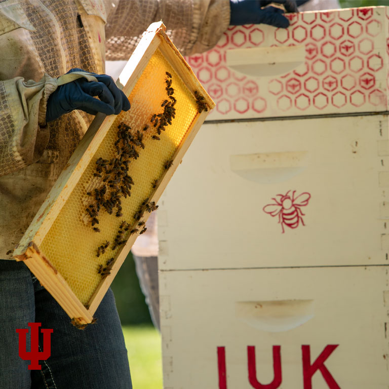 Image of a gloved hand holding a bee hive frame