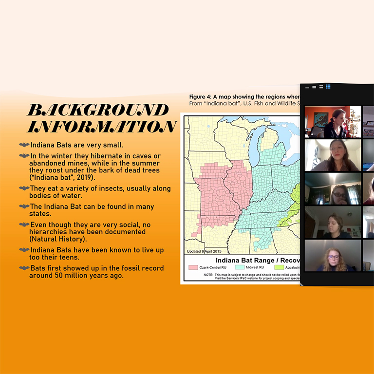 Screenshot of people in a Zoom meeting and an informational slide about bats