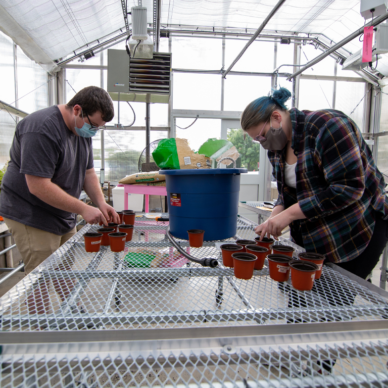 A man and a woman plant seeds in pots in a greenhouse