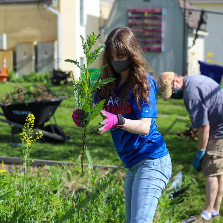 A woman weeds a garden