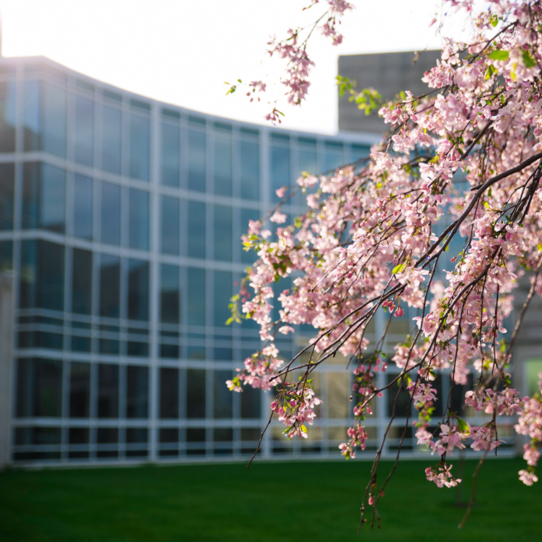 A flowering tree in front of a glass building