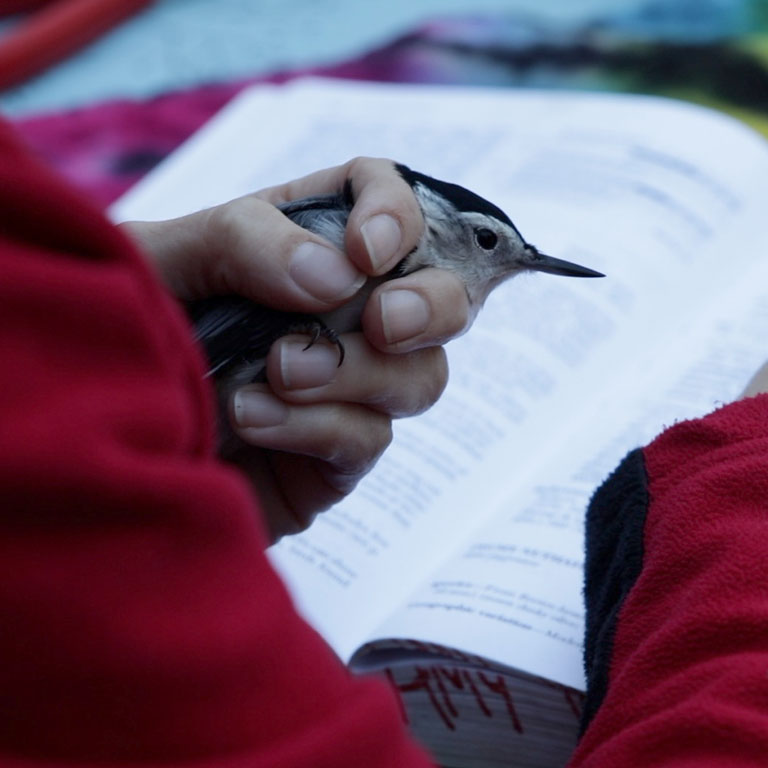 A person holds a bird in their hand