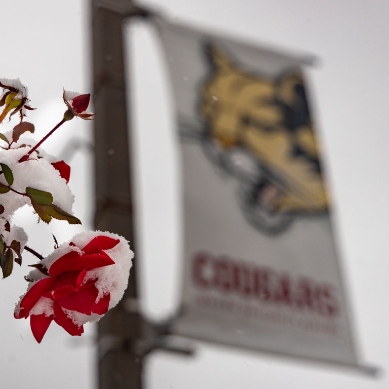 A Cougar banner in the snow