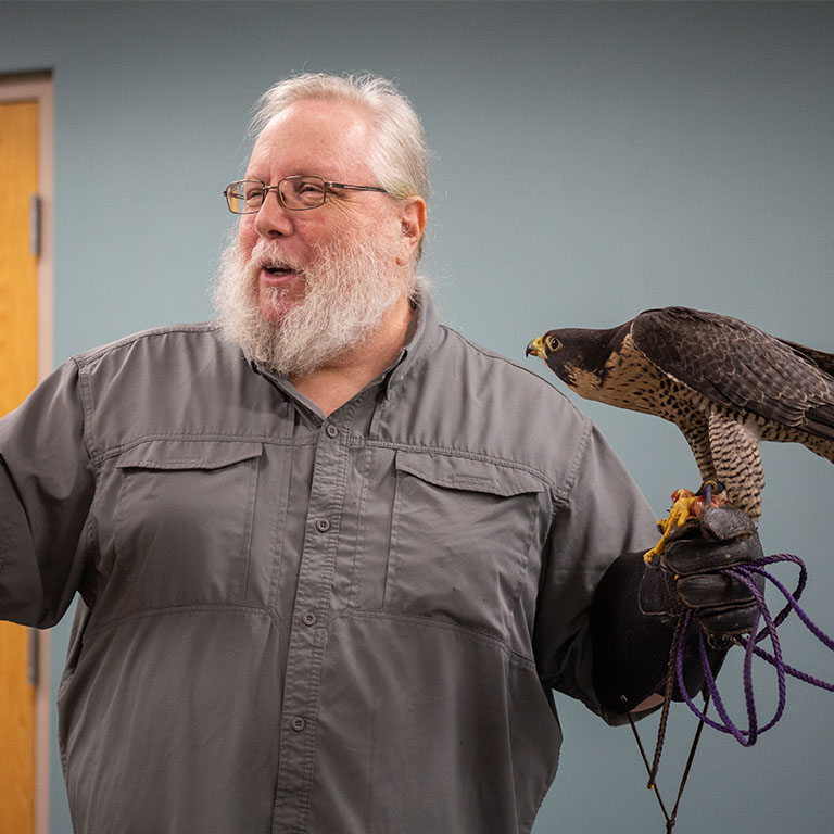 A man holds a peregrine falcon