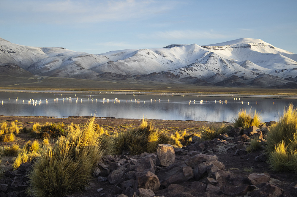 A colony of flamingos is seen in a lake high in the Andes mountains of Argentina where Alex Jahn, co-director of IU's Midwest Center for ...