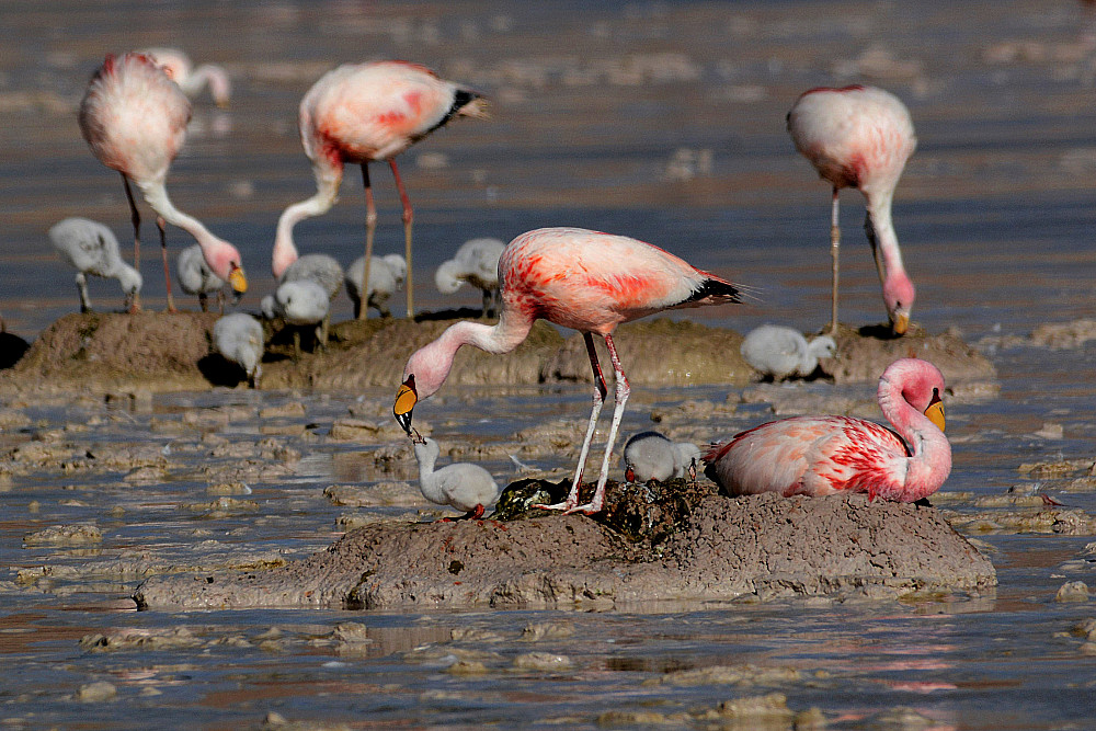 An Andean flamingo feeds its baby in a lake high in the Andes Mountains. Alex Jahn, assistant research scientist at IU and co-director of...