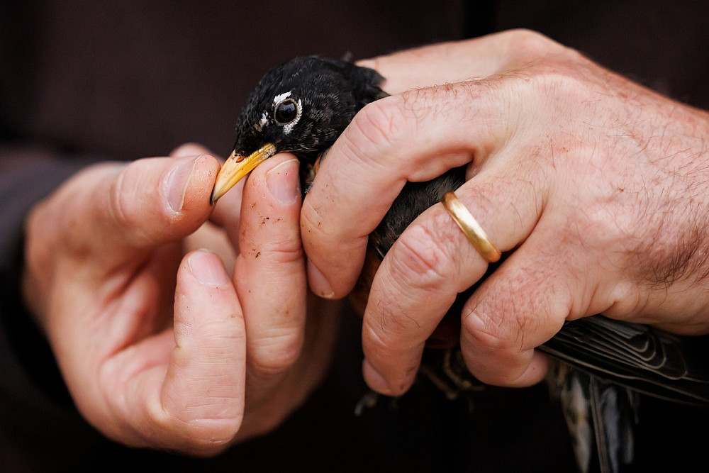 Alex Jahn, co-director of IU's Midwest Center for Biodiversity, inspects a male American robin captured during an early morning research ...