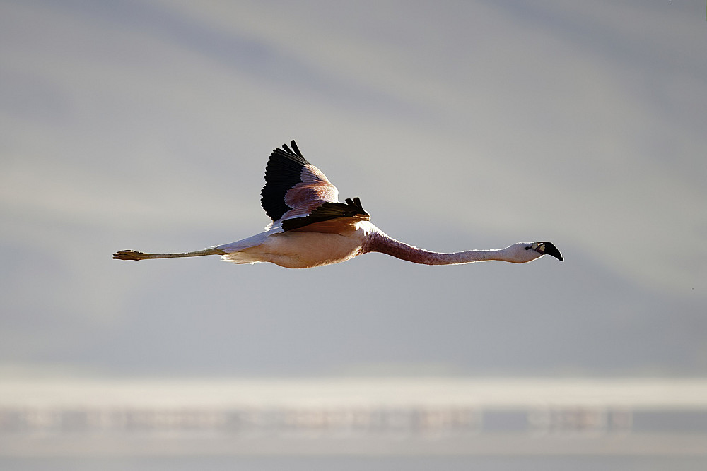    Flamingos move incredibly rapidly and over longer distances than we anticipated, moving several hundred miles in just a few days, said...