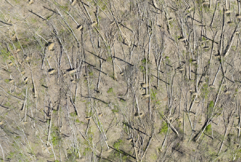 Aerial photos of trees flattened and on the grown after a tornado