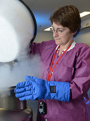 Tatiana Foroud works with samples on dry ice.
