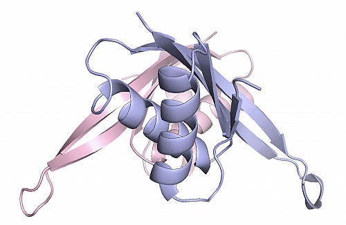 The tangled structure of a protein shown in purple and pink