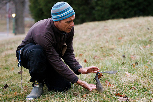 Alex Jahn, co-director of IU's Midwest Center for Biodiversity, releases an American robin after collecting data and blood samples outsid...