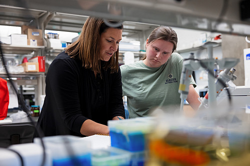 Associate Dean for Research and Graduate Education, School of Science Christine J. Picard and a student, Kelsie Svara, work in her lab. T...