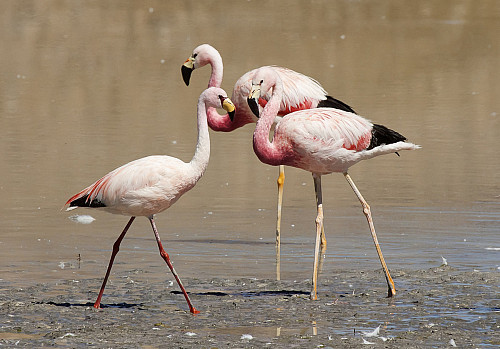 Two Andean flamingos and a Puna flamingo interact in a lake in the mountains of Catamarca, Argentina. The birds are at risk as lithium mi...