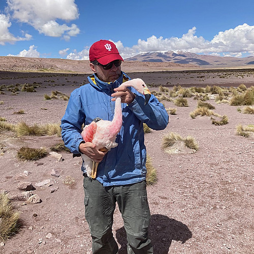 It's really amazing that flamingos are the charismatic mega-fauna of the bird world, and we know very little about their ecology and...
