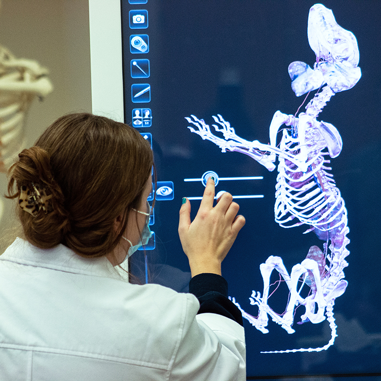 Grace Cull observing the skeletal anatomy of a canine, using an advanced program with a digital touch screen