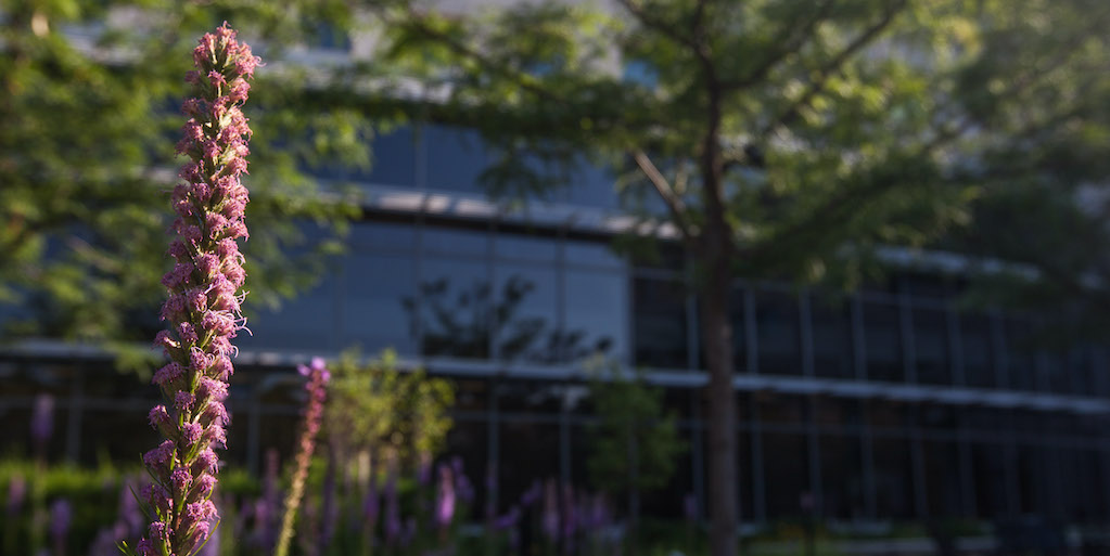 IT building with flowers in the foreground