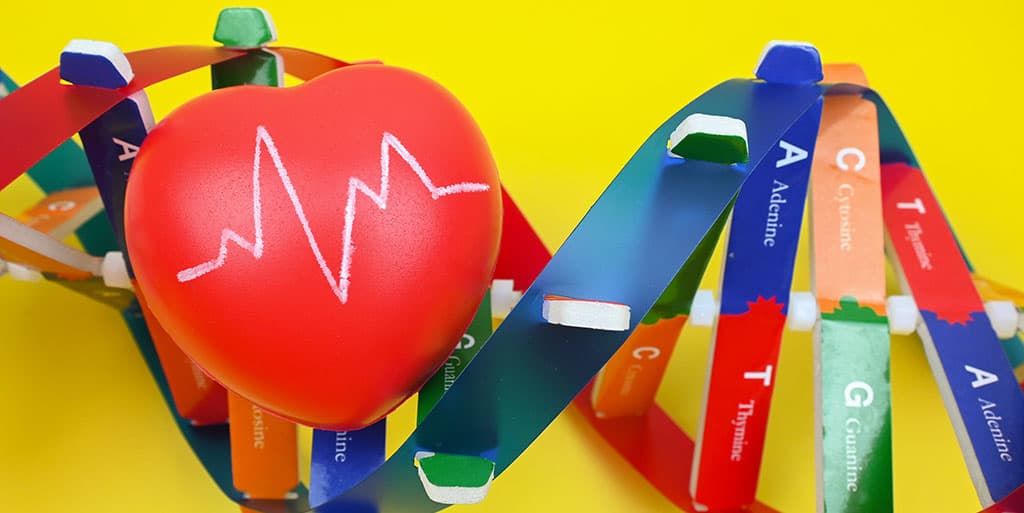 Adobe Stock illustration of heart for cardioinformatics news story.